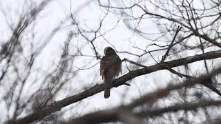 Adult Female Coopers Hawk Near Nest, Dr Martin L Dobkin Park, 04/30/22