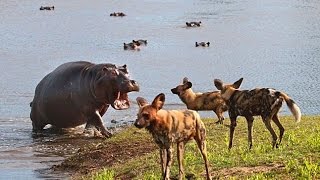 Wild Dog Packs of the Indian Forest [Nature Documentary]