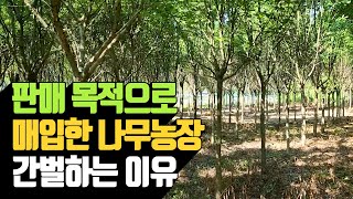 판매 목적으로 매입한 나무농장 간벌하는 이유 | 나무대장🌳 나무농사의 모든것