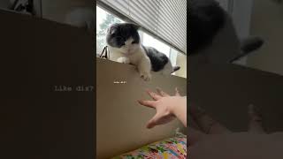 cat play time 🐱🐱🐱🐱😀😀😀🐾🐾🐾🐾||pls🙏🙏🙏🙏like subscribe share ||