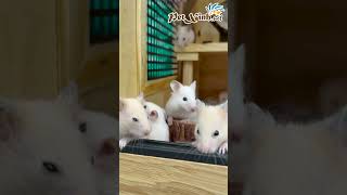 Hamster Bear tại PetXinh