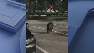 Wild hog spotted roaming Publix parking lot in Florida