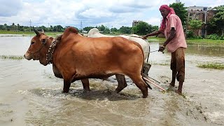 Plowing the land with oxen // Village Agriculture // Cow Videos // Cow video