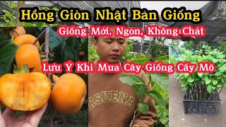 Giống Hồng Giòn Nhật Bản Ngon, Không Chát - Lưu Ý Khi Mua Giống Hồng Giòn Nhật Bản Chuẩn