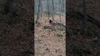 Baby black bear eats a carrot