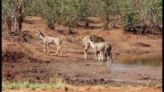 Kudu family drinking at Water Hole near Punda Maria