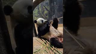 😍 Giant Panda 🐼 ♥️ Chilling at the Tokyo Zoo Japan #travel #tokyo #Japan