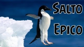 Salto epico de pinguino ::  HD