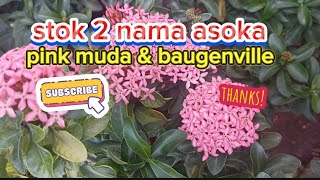 stok 2 nama bunga asoka pink muda dan baugenville