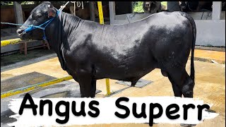 HASIL MBOLANG DAPET BAKALAN ANGUS NON POEL SUPERR‼️ 15 SEPTEMBER 2023 AKBAR FARM