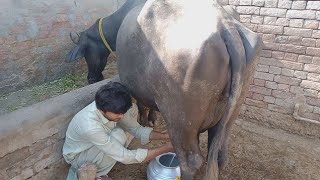 Buffalo Milking Pak Village Life Vlogs - Animals Cow Videos - Cattle Farm 2021