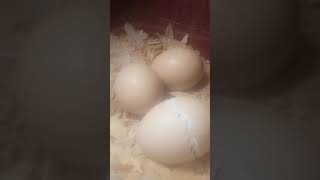 Baby Chick Pipping Its Way Out of the Egg