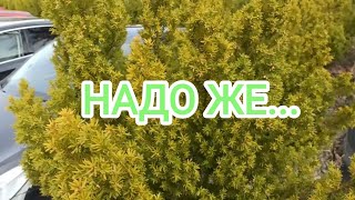 НАДО ЖЕ...Будни мои в 🇧🇻