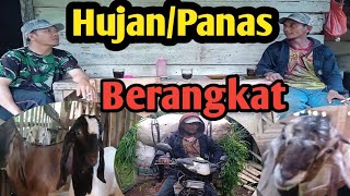 Mas Yanto??Hujan/Panas Tetap Ngarit||Gak Peduli Dengan Cuaca