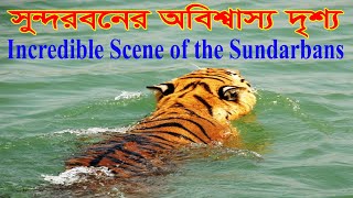 Incredible scene of Sundarbans, সুন্দরবনের এক  অবিশ্বাস্য দৃশ্য, যা চোখে না দেখলে বিশ্বাস করা যায় না