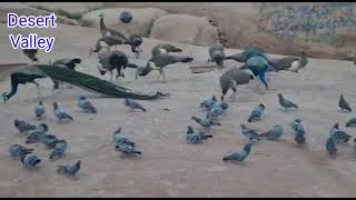 Feeding Hungry Pigeons and Peacocks || Feeding Birds In Mountains || Feeding Birds By Hand