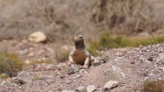 Uromastyx aegyptia