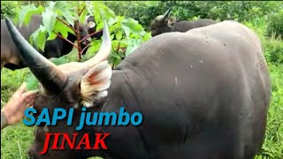 SAPI BALI JINAK SENDIRI