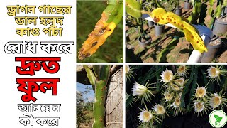 গরমে ড্রাগন গাছের রক্ষাকবচ কি Kaolin Clay? How to Prevent Fungal Diseases of Dragon Fruit Plants