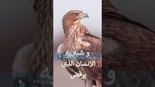 الصقر صقر و ليه همه يموت من الجوع و لا ينزل على رمه