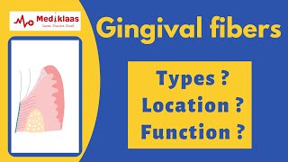 Gingival fibers | types | function | Mediklaas