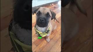 Issues #pugshire #pugmix #pug #puglife #animal #shortsvideo