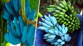 Blue Java Banana, El Curioso Plátano Azul que SABE a HELADO de...