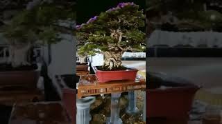 Bonsai Bougenvile di pamnas. Blora