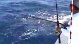 Hammerhead Shark-  video