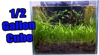 EASIEST Aquarium Maintenance Session EVER! | 1/2 Gallon Aquascape