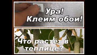 КЛЕИМ ОБОИ//ЧТО РАСТЁТ В ТЕПЛИЦЕ?