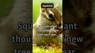 Squirrel: Tree-Planting Daredevils: Squirrels and Their Forests 🌳🐿️