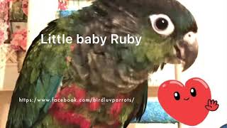 Crimson bellied conure baby Ruby parrot a sweet parakeet green cheek conure