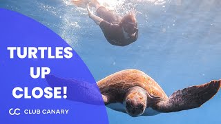 🐢 Swimming with Turtles in Tenerife: The REAL Turtle Safari Experience with Club Canary