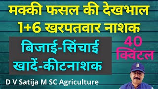 makki ki kheti kaise kare | makki me kharpatwar nashak dawa | maize farming |