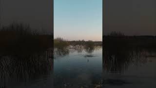 охота на селезня с подсадной/выстрел на взлете/Drake Hunting/Duck shot