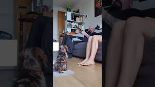 Rocket being jealous towards my husband! #short #shortvideo