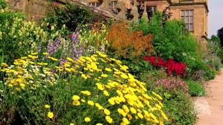 Pruning perennial flowers