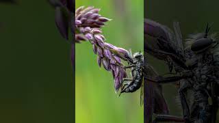 🥈2nd place in the Royal Entomological Society under 18 Photographic competition🎉