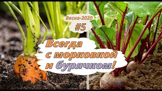 Всегда с морковью и свеклой! Тонкости выращивания в органическом земледелии