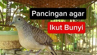 perkutut suara kecil bagus buat pancingan agar bunyi