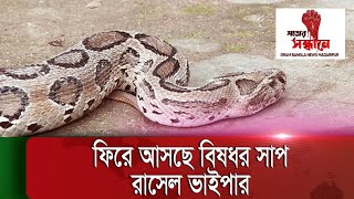 আসলেই কি রাসেল ভাইপারের দেখা মিলছে || মাদারীপুর_শিরখারা_ইউনিয়ন || Russel viaper