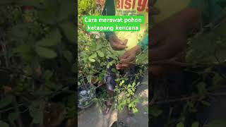 Cara merawat pohon ketapang kencana menjadi pohon estetik #berkebun #berkebundirumah #ketapang