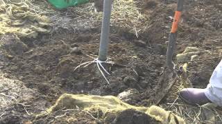 How to Plant a Balled and Burlapped Tree