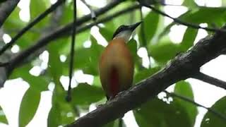 Mangrove Pitta calling 2 by Art Toh