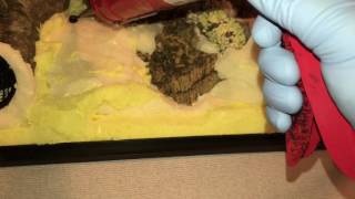 Dart Frog vivarium build: Part 2