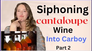 Cantaloupe wine recipe. How to secondary fermentation. How to siphon wine. Secondary fermentation.