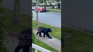 A bear is walking by our front door. #bear #wildlife