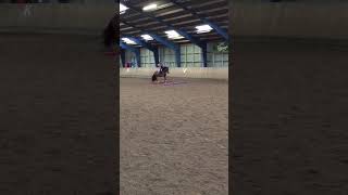 She is the best pony❤️ #horse #pony #shortvideo #cutepony #ponylover #equestrian #ponyfun #cute