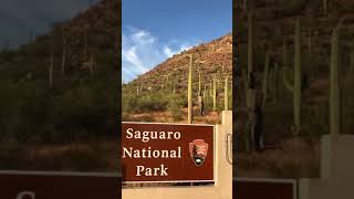 Driving through Saguaro National Park in Tucson Arizona. Cactus are everywhere.